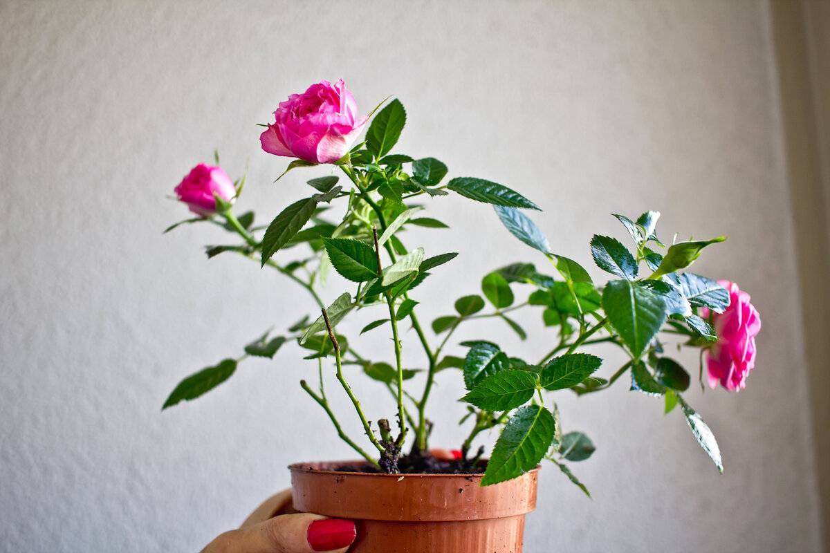 Комнатная роза – уход и пересадка в домашних условиях