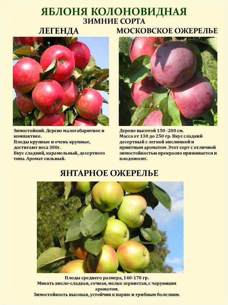 Сорт карликовой яблони легенда: фото с описанием, отзывы, рейтинг