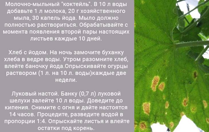Желтеют листья огурцов - что делать, народные рецепты против пожелтения