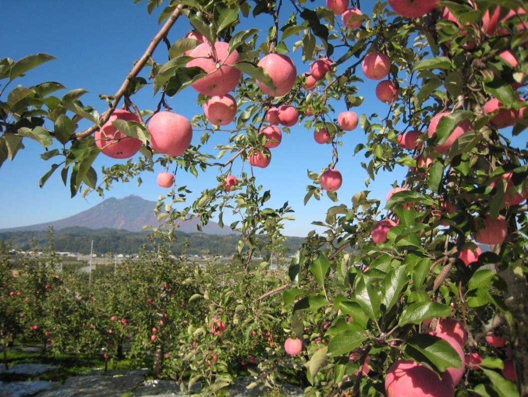 Яблоня фуджи кику: описание и характеристики сорта, вкусовые качества плодов, фото, советы по посадке и уходу, плюсы и минусы, отзывы садоводов