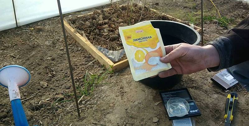 Состав почвы для садовой голубики и как приготовить грунт своими руками