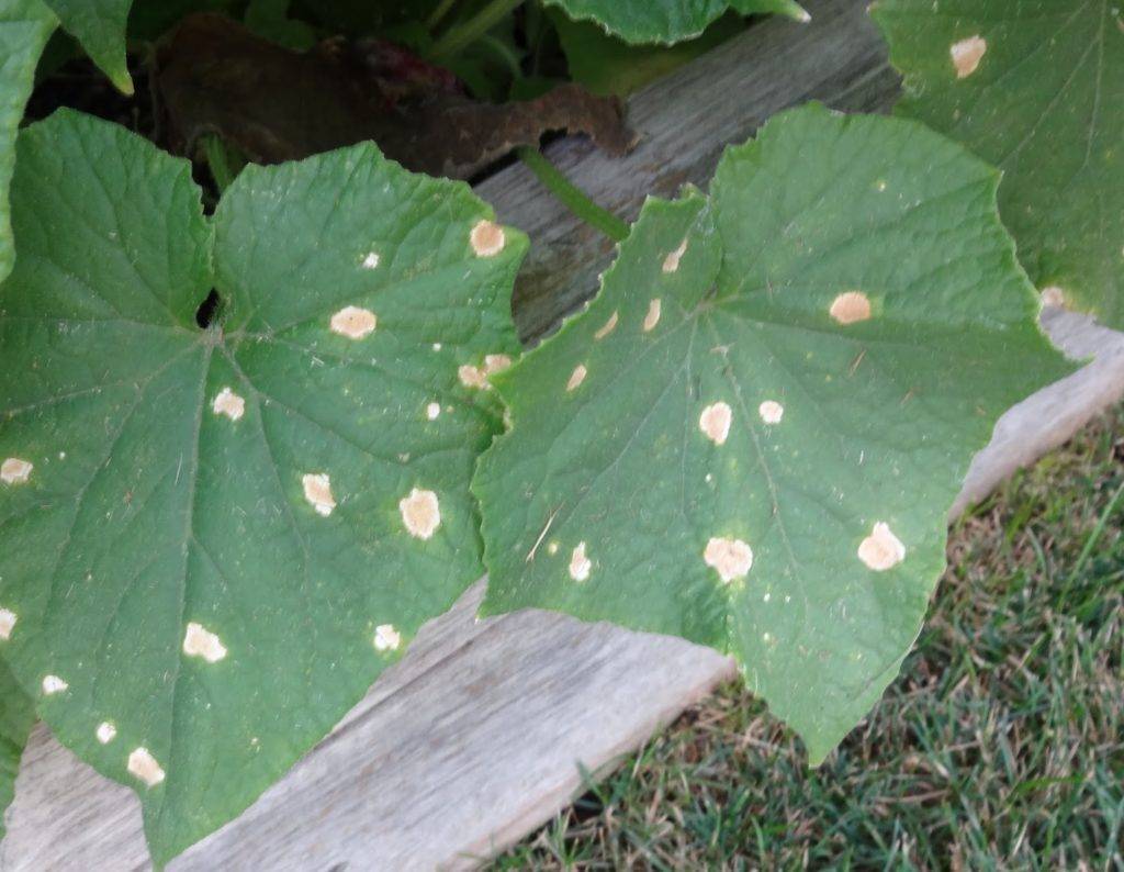 Белые пятна на огуречных листьях: причины появления, что делать