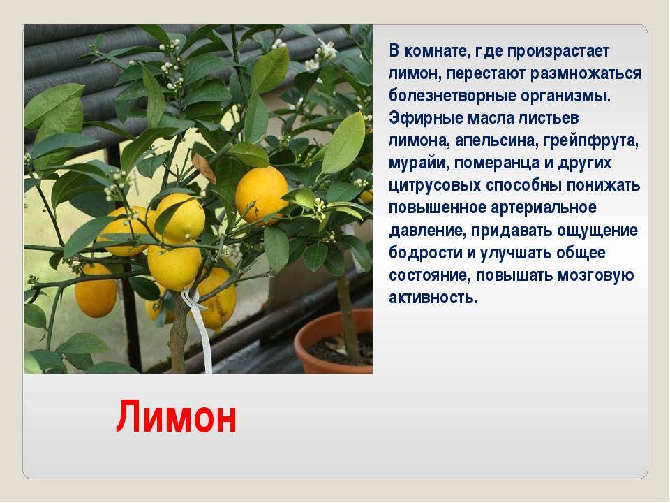 Как цветет лимон и что делать, если он не зацветает в домашних условиях