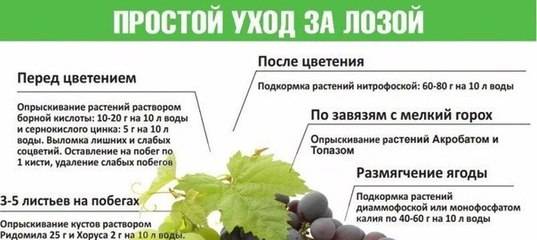 Горчица, йод, перекись и марганцовка: все основные народные средства для обработки растений