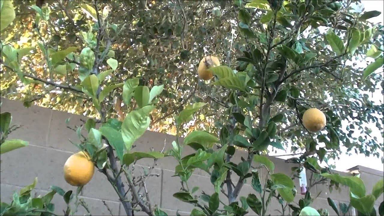 Когда начинает плодоносить лимон в домашних условиях