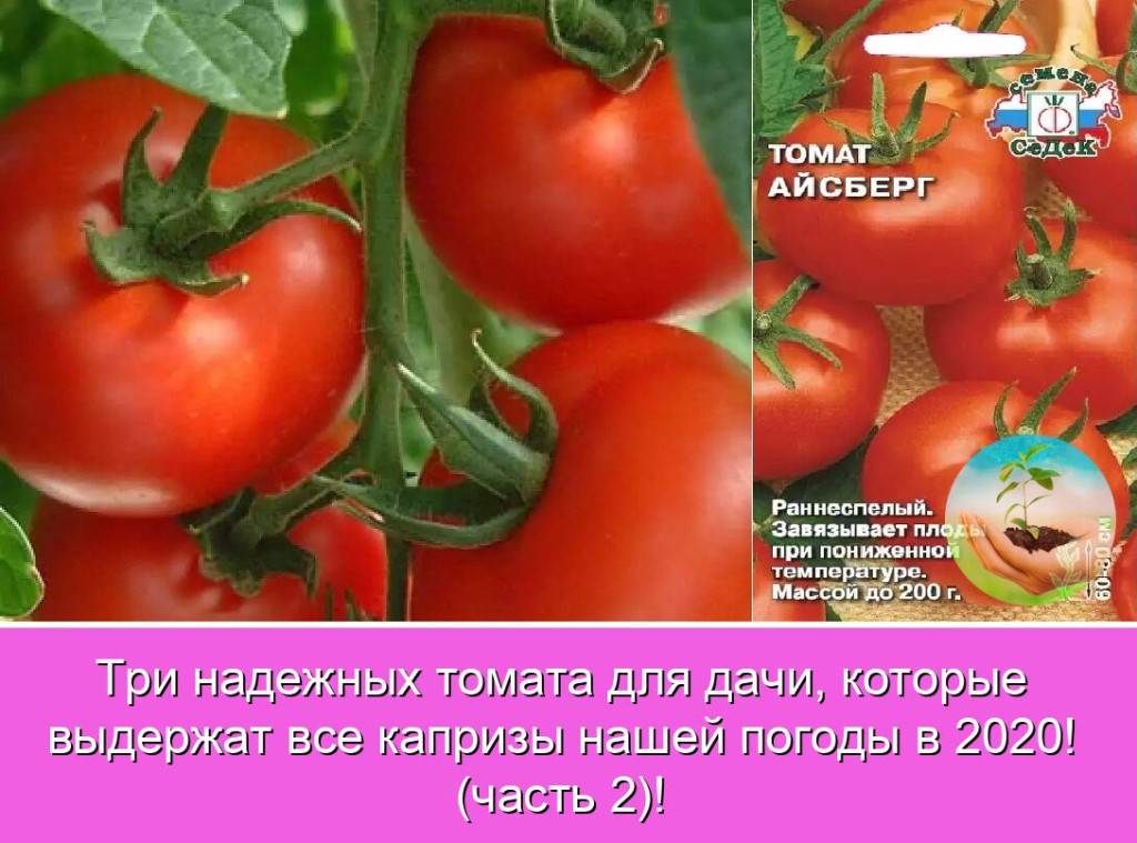 Томат айсберг: характеристика и описание сорта, отзывы тех кто сажал черные и обычные помидоры и фото урожайности