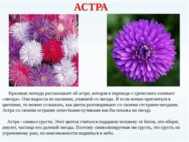 Цветок астра: фото, названия и описание сортов и видов растений, секреты выращивания астр