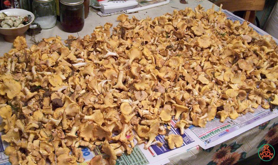 Приготовление лисичек на зиму: рецепты домашних заготовок из грибов
