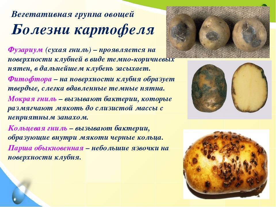 Вредители картофеля ? описание и лечение: фото, кто ест картошку в земле, борьба с ними | qlumba.com
