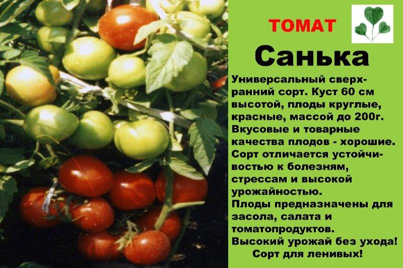 Помидоры каспар – отличный выбор для летних салатов и зимних запасов