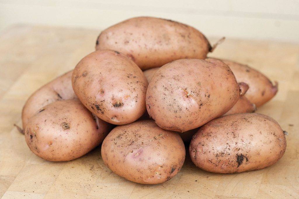 Описание сорта картофеля жуковский