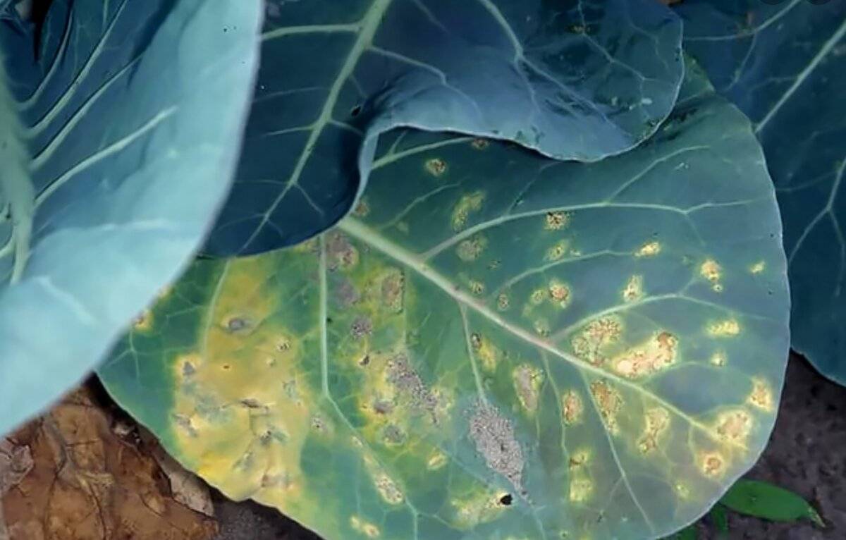 У капусты желтеют листья — что стоит за этим симптомом?