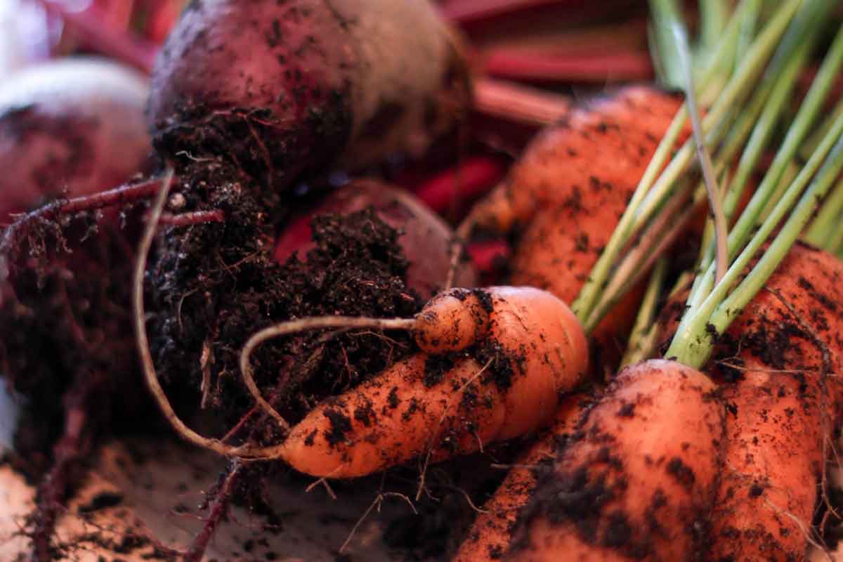Каковы сроки созревания урожая моркови: сколько времени требуется от посадки до сбора урожая