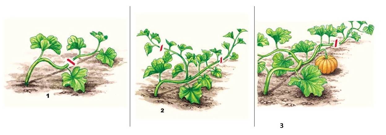 Как формировать тыкву в открытом грунте: прищипка и пасынкование