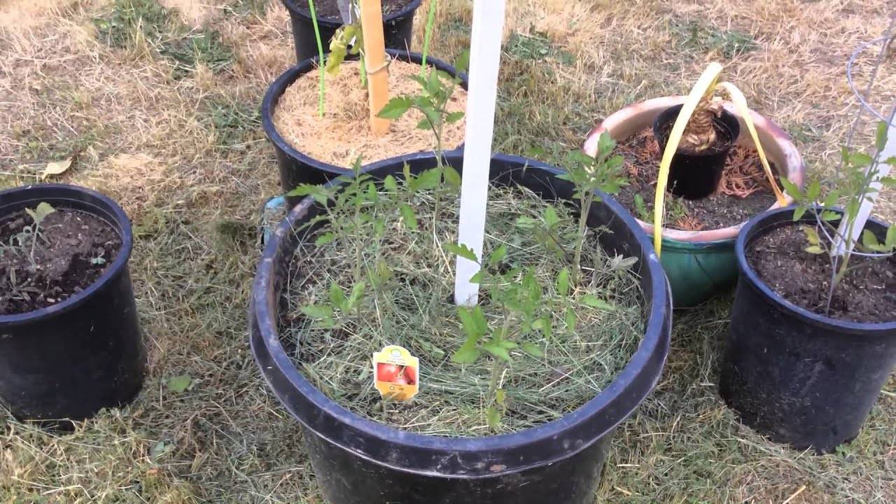 Как я выращиваю томаты на шпалере