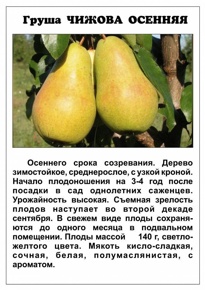 Груша русская красавица: описание сорта, фото, выращивание