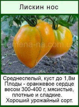 Характеристика и описание сорта томата оранжевое сердце, выращивание и уход