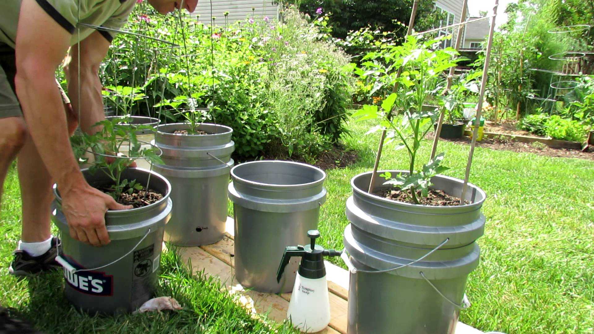 Выращивание томатов в ведрах – 14 этапов посадки и ухода