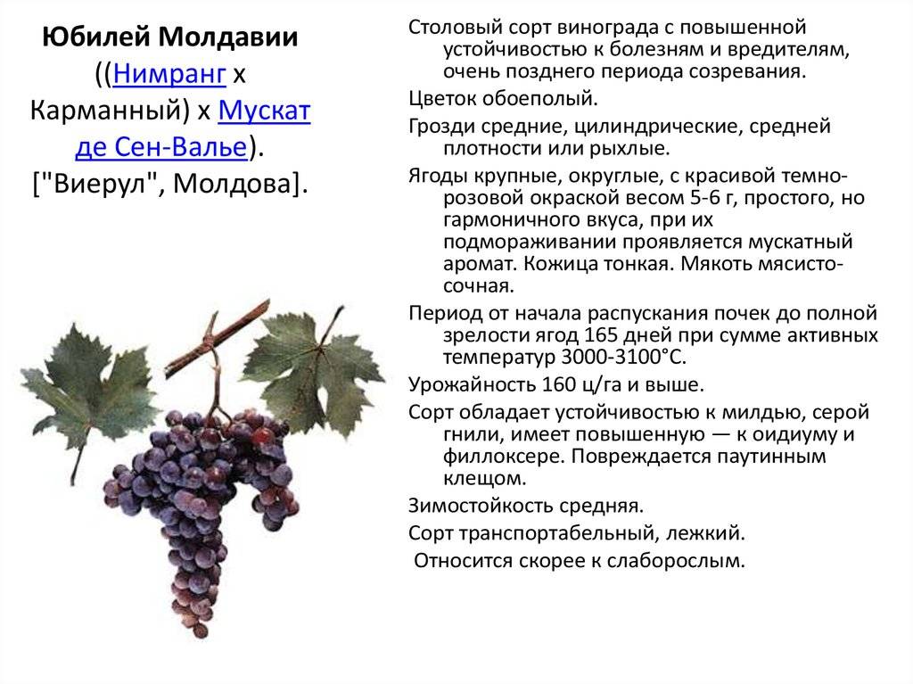 ?гарольд»: сверхранний виноград