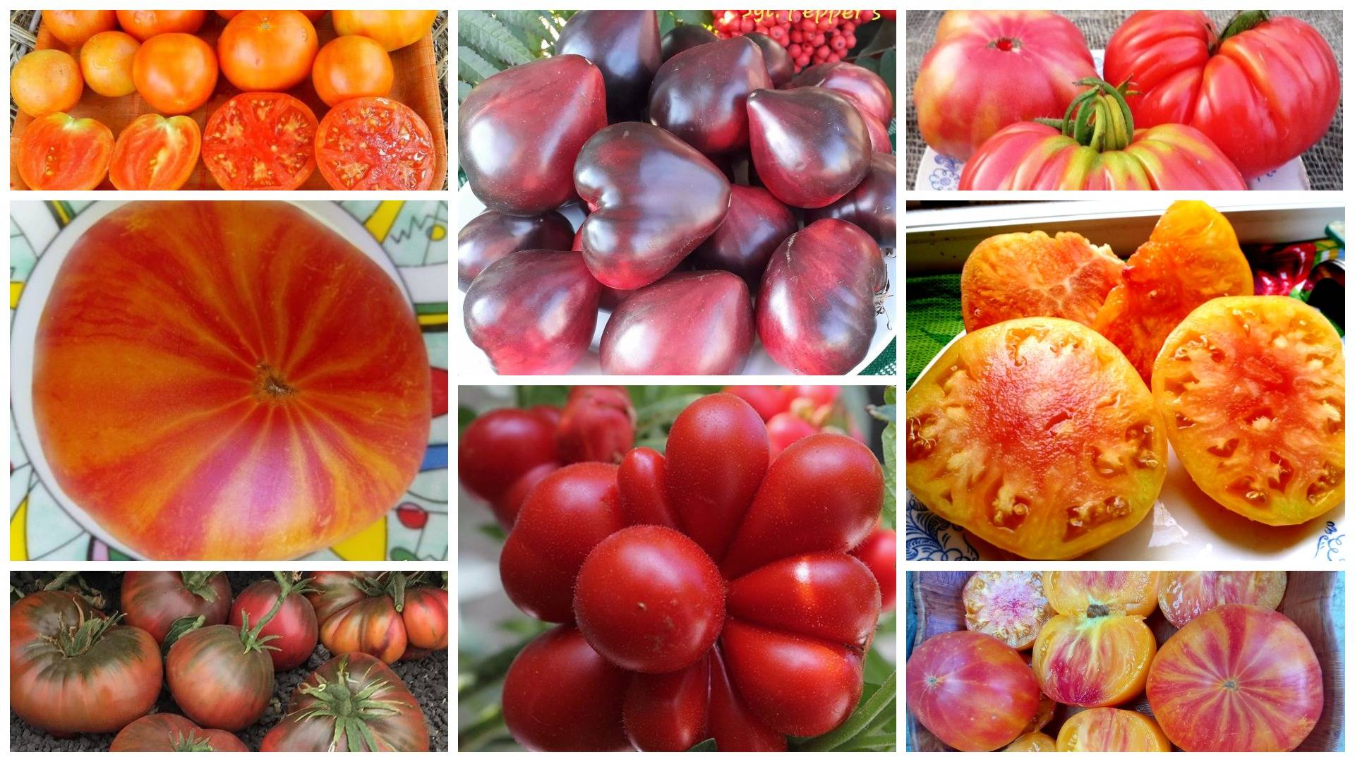 Описание редких коллекционных сортов томатов от валентины редько, новинки 2021 года
