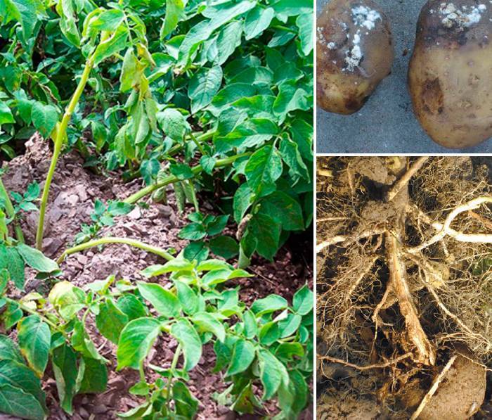 Болезни и вредители картофеля: описание и способы борьбы