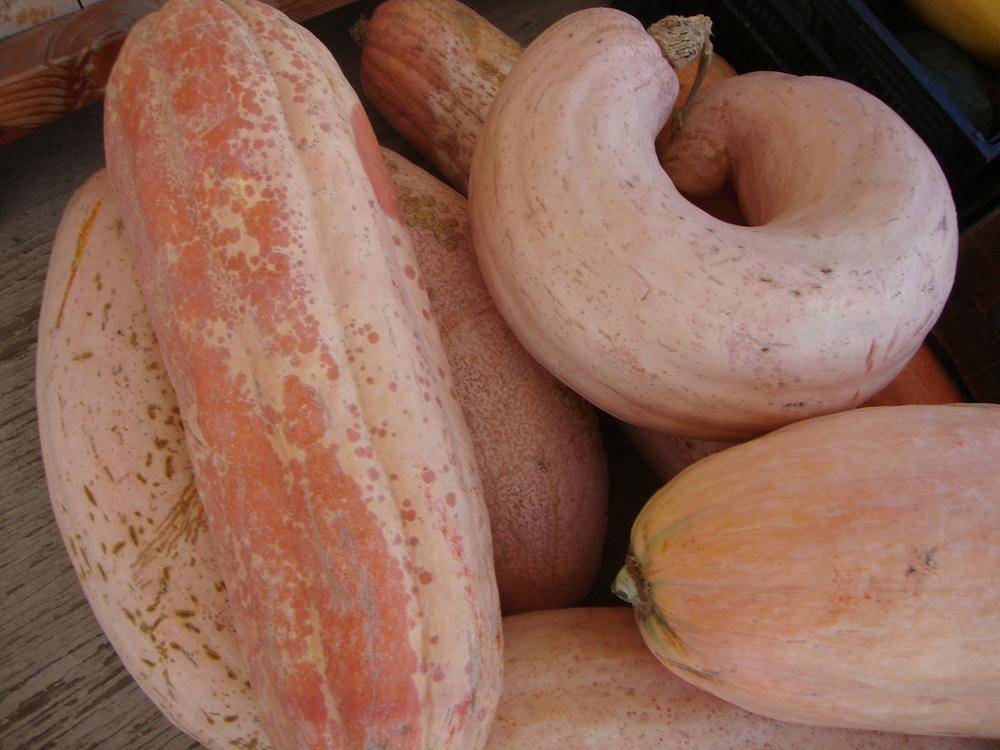Тыква розовый банан (пинк джамбо банана): описание сладкого сорта овощей со вкусом фрукта, отзывы тех, кто его выращивал