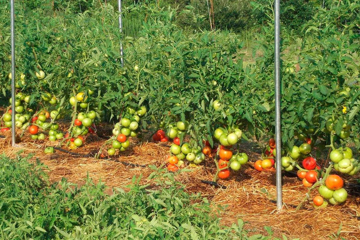 Выращивание помидоров в открытом грунте: посадка, уход, болезни и вредители