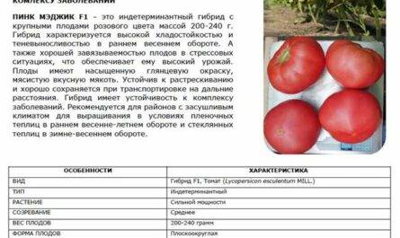 Томат пинк самсон f1: описание и характеристики сорта, урожайность с фото