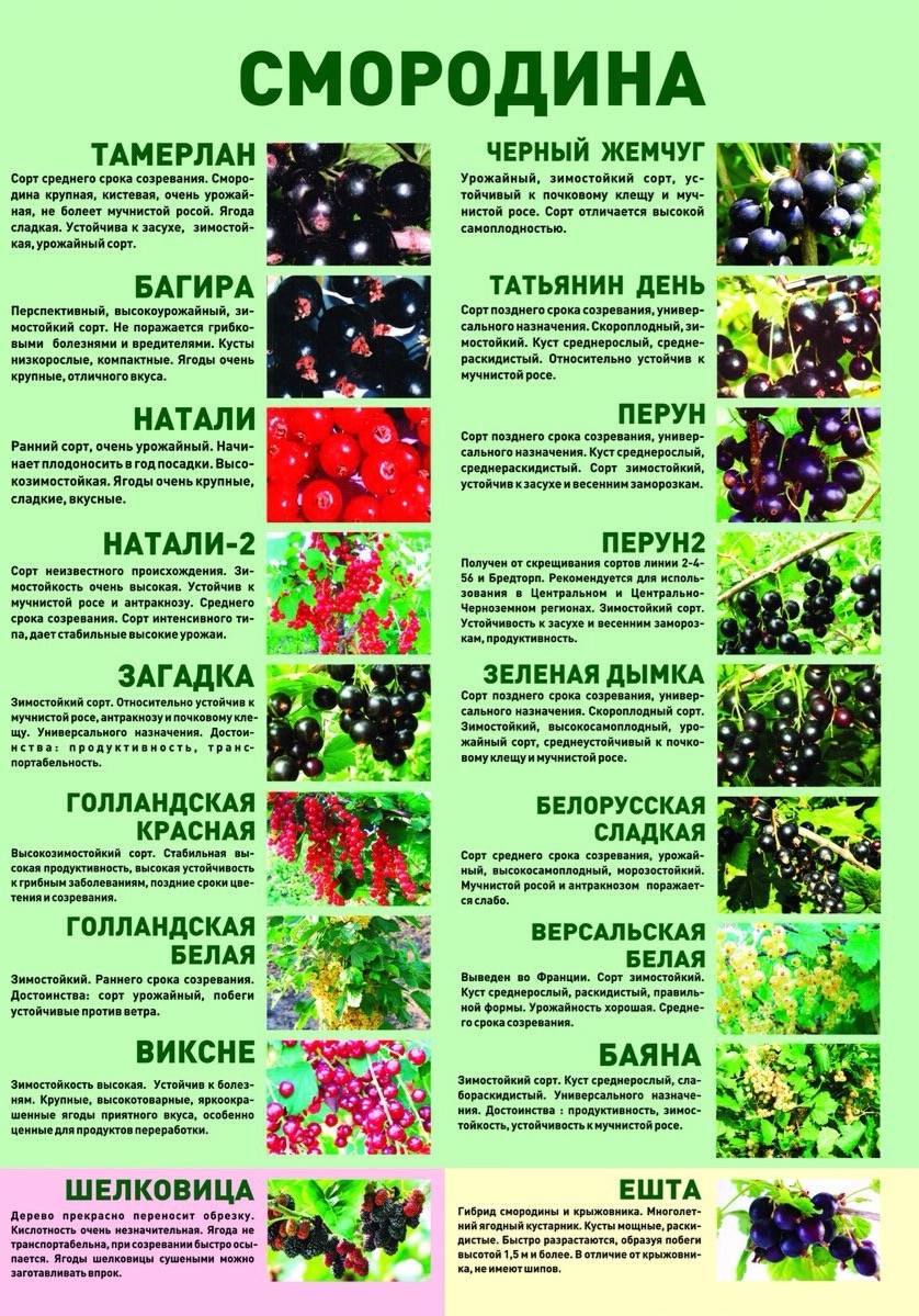 Смородина версальская белая - описание, урожайность, выращивание, отзывы садоводов о сорте, применение ягод