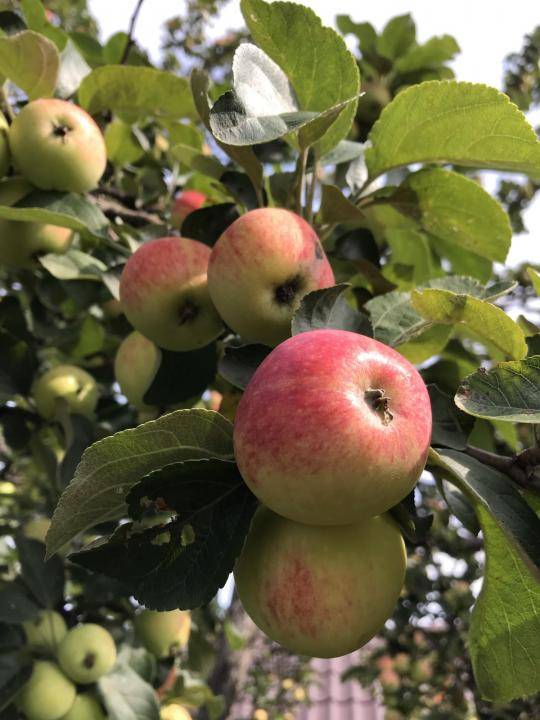 Сорта яблонь для урала с фото и описанием: лучшие зимние, карликовые и не только яблони уральской селекции | tele4n.net