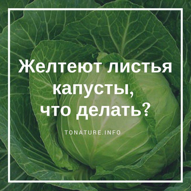 ᐉ у капусты вянут листья на грядке: причины, что делать - zooon.ru