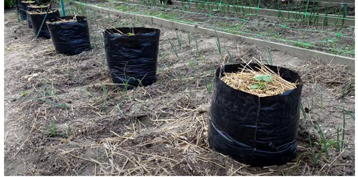 Выращивание огурцов в мешках: пошаговая инструкция, уход и возможные вредители