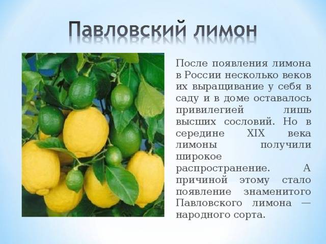 Выращивание комнатного Павловского лимона в домашних условиях, описание сорта и уход за ним