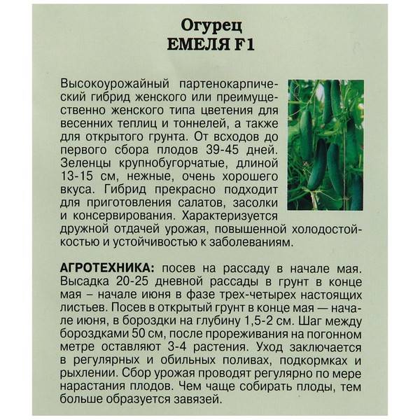Огурец емеля f1: отзывы и описание сорта, фотографии, выращивание и уход