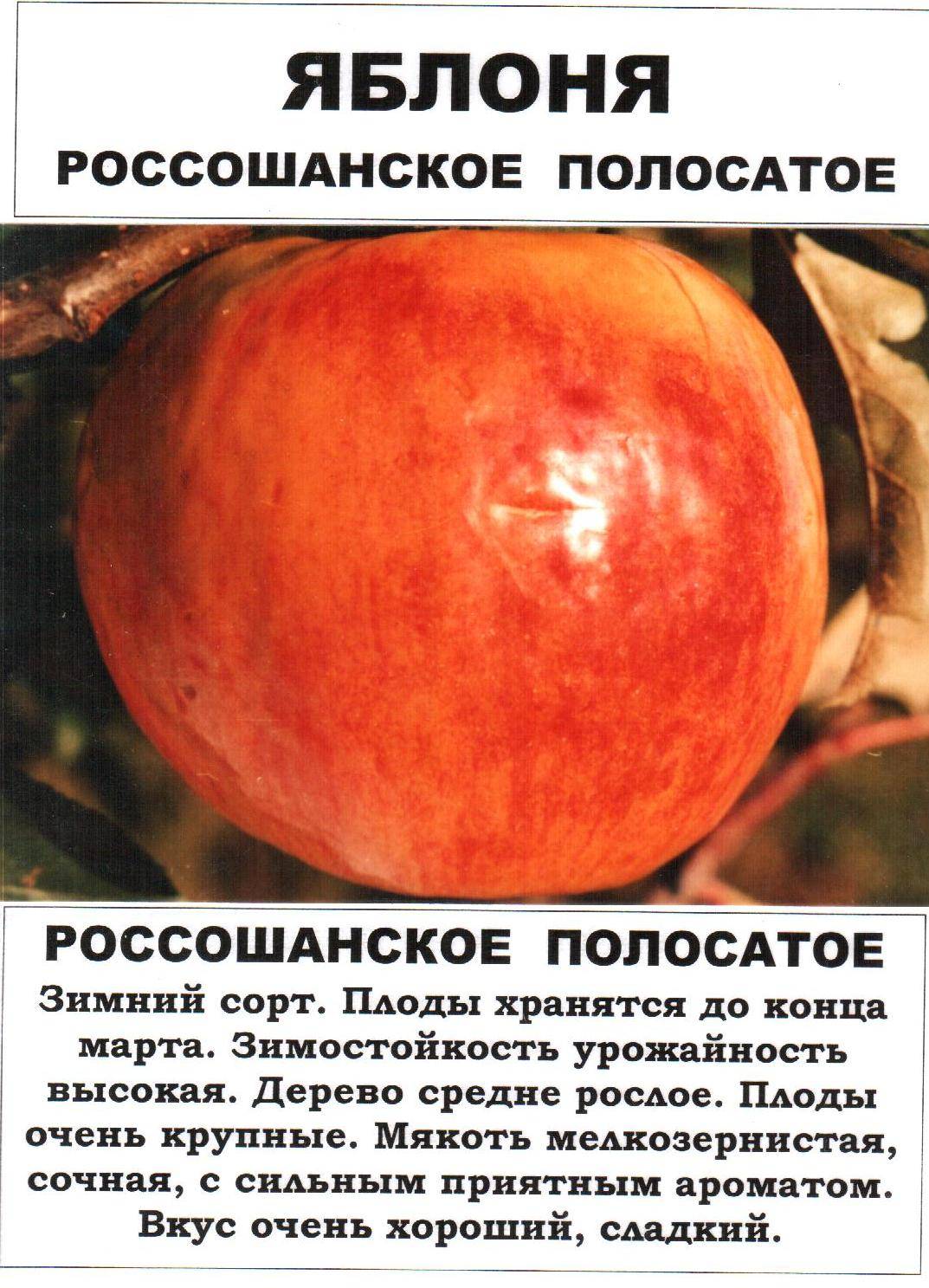 Особенности и описание яблони штрейфлинг