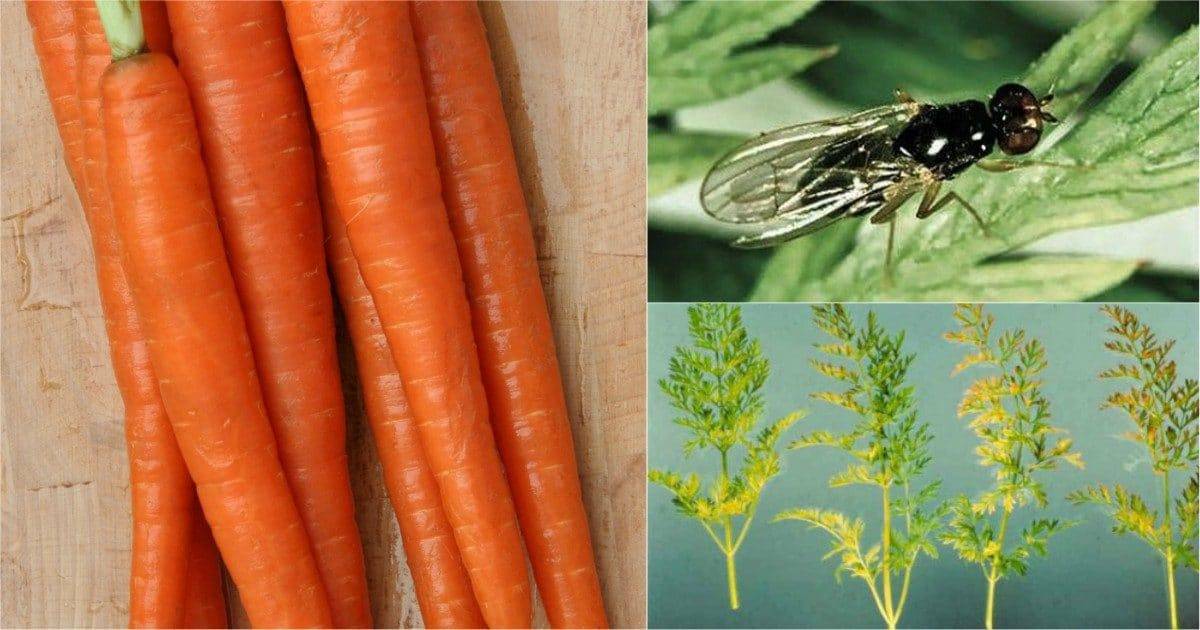 Все, что нужно знать о болезнях моркови, чтобы сохранить урожай