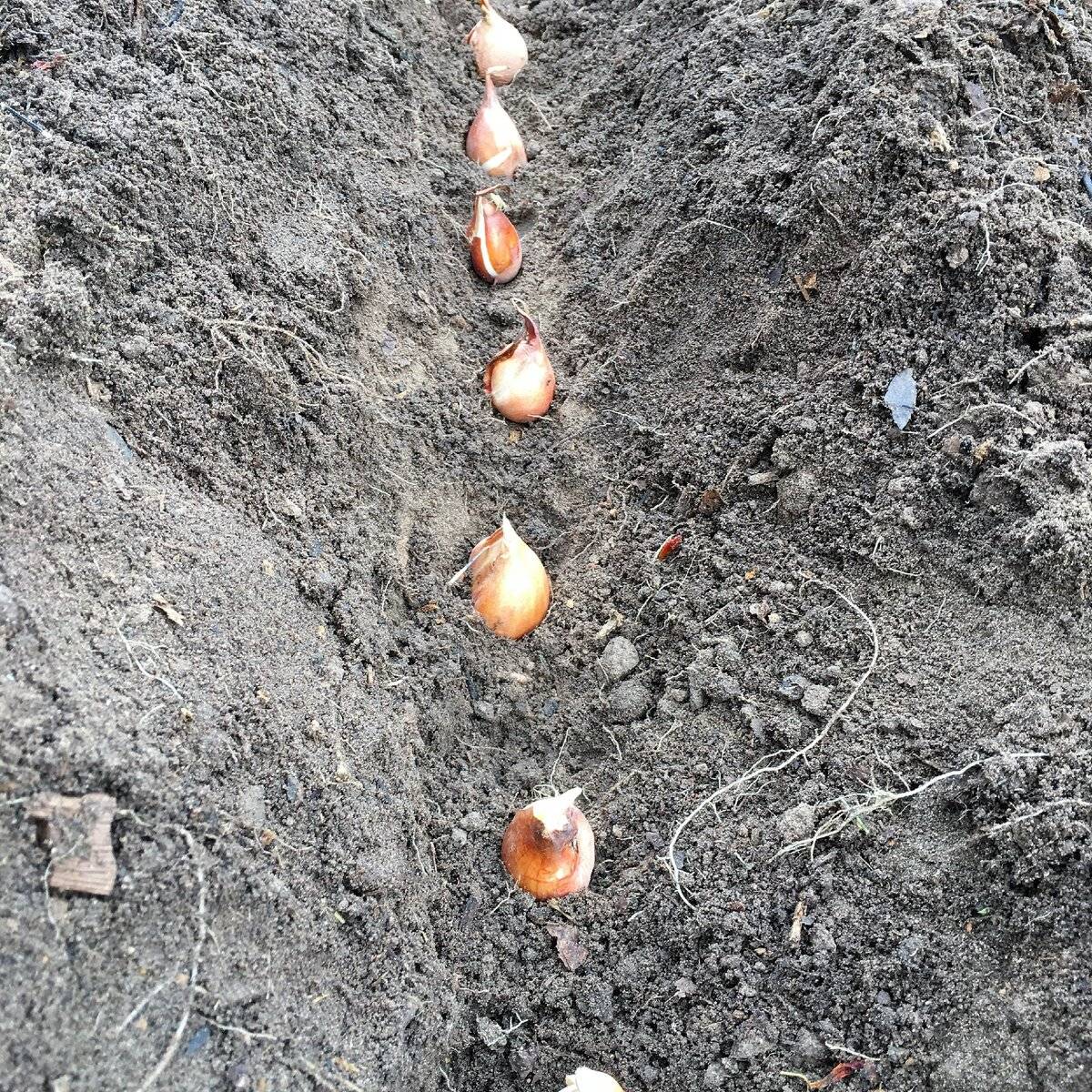 Тюльпаны: посадка осенью в открытый грунт, подготовка тюльпанов к зиме