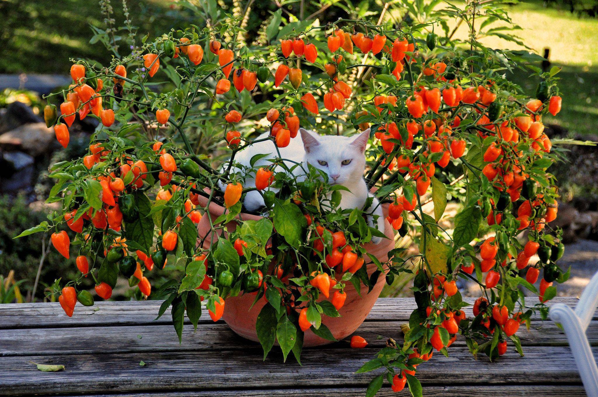 Перец хабанеро: фото, свойства, выращивание в домашних условиях, срок плодоношения