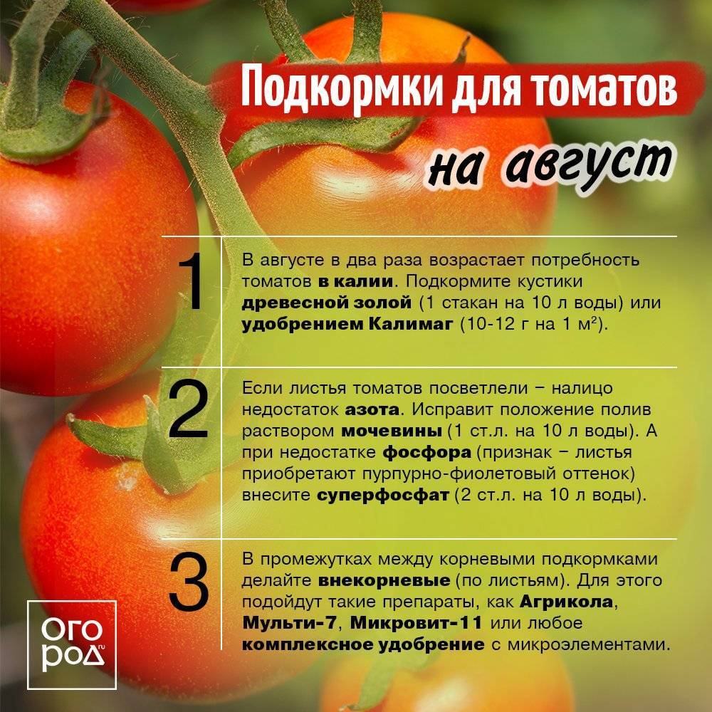 Чем подкормить помидоры после высадки в открытый грунт в 2021: сроки, лучшие средства