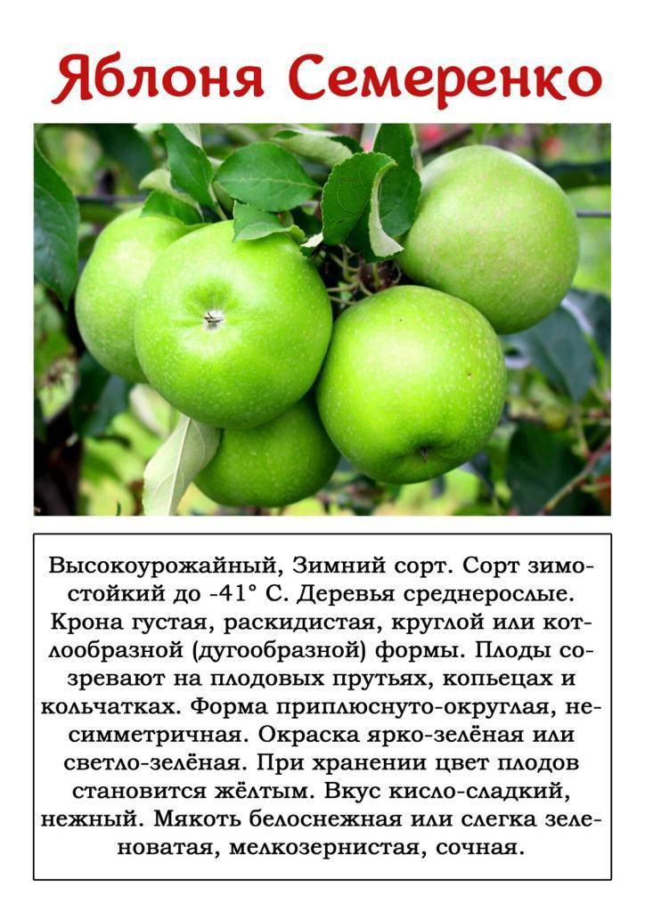 Яблоки семеренко описание, полезные свойства, калорийность