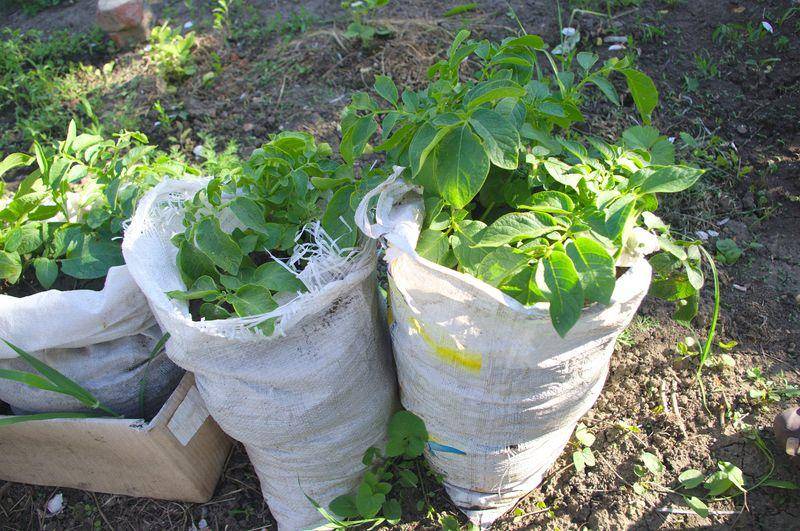 Экономим место – выращиваем картошку в мешках