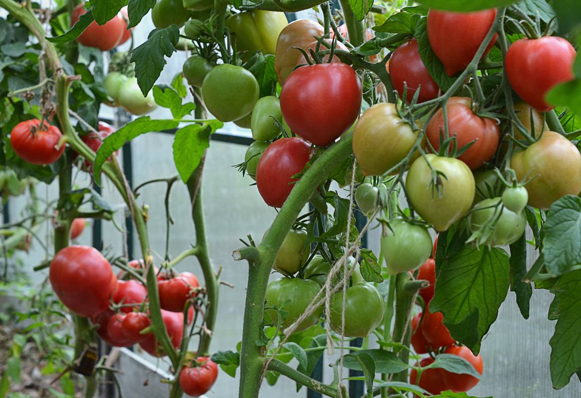 Семена томат империя розовая f1: описание сорта, фото
