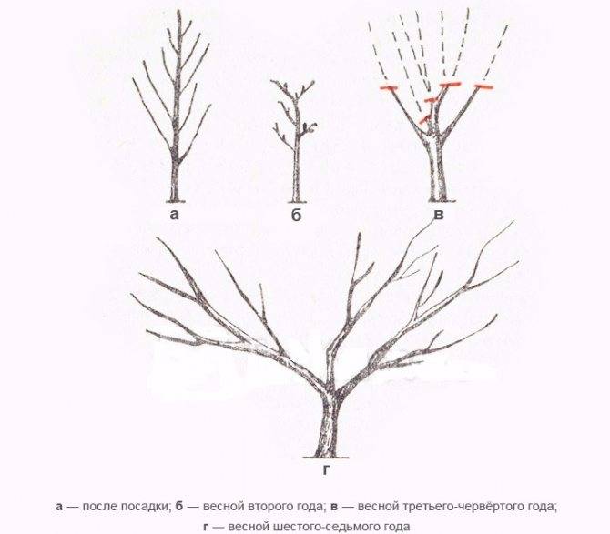Обрезка персика: когда и как правильно ее делать для формирования дерева