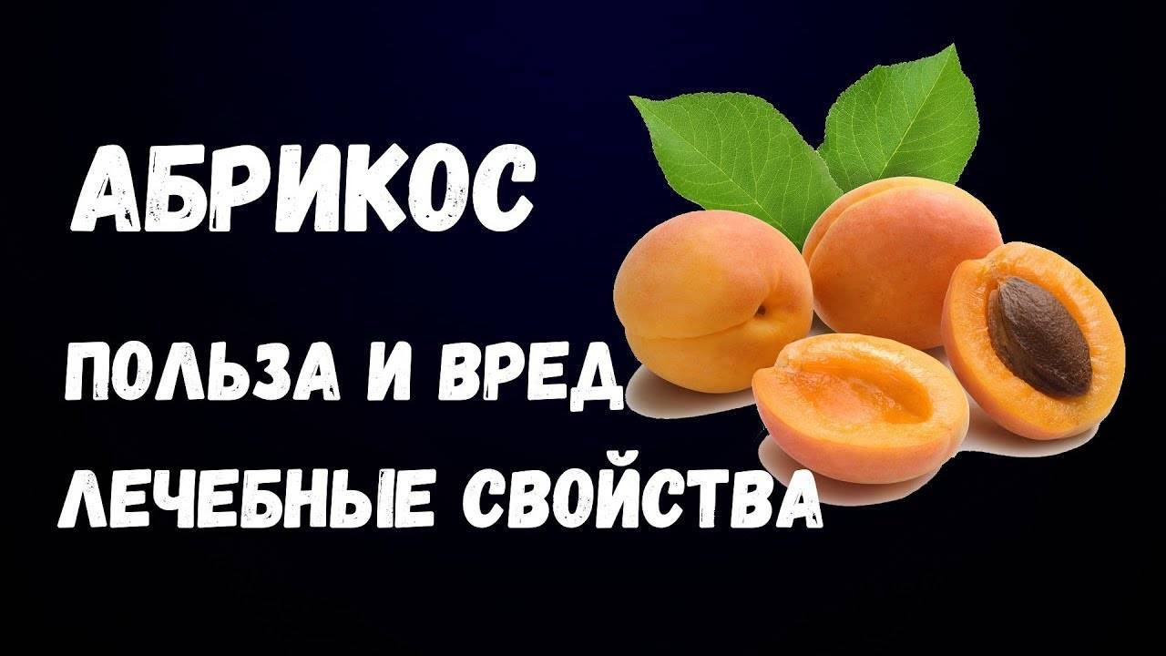 Польза и вред абрикосов для здоровья, калорийность | zaslonovgrad.ru