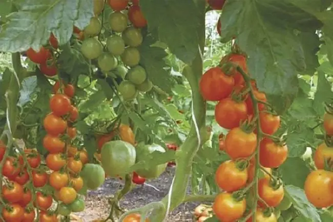 Описание и отзывы о томатах гибридного сорта волшебная арфа