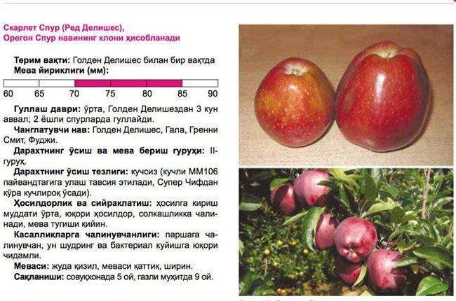 Яблоки ред чиф: описание сорта, фото, отзывы, страна-производитель, калорийность, характеристика