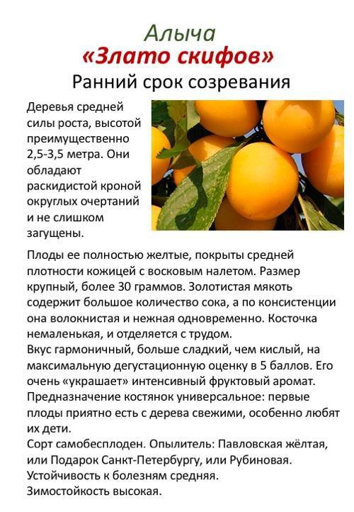 Сорт абрикос царский: полезные свойства и уход