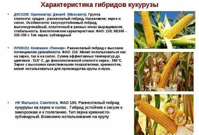 Сорта кукурузы: топ 50 лучших с описанием и характеристиками с фото
