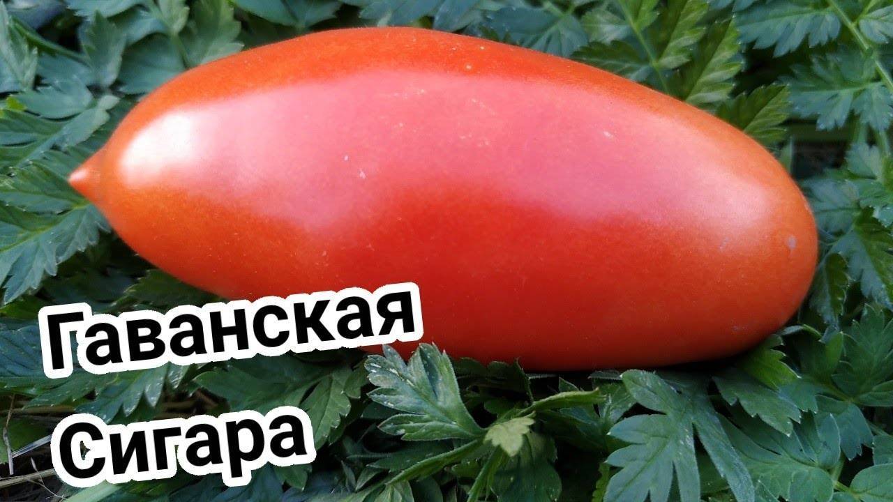 ᐉ томат гаванская сигара отзывы фото урожайность - zooshop-76.ru