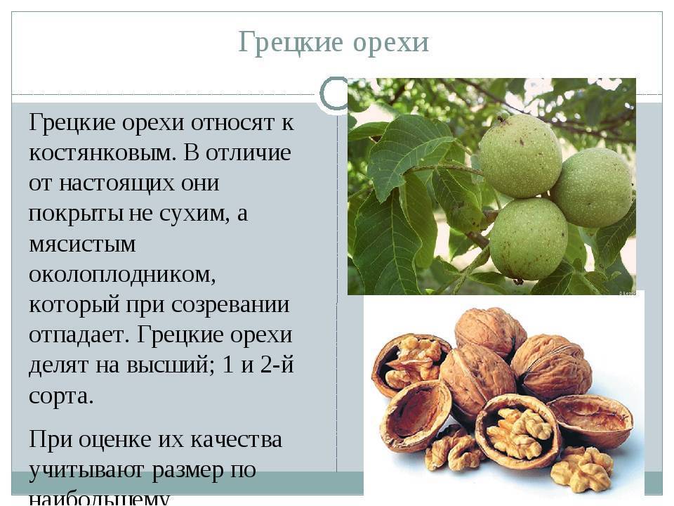 Описание и характеристики 35 лучших сортов грецкого ореха, посадка и уход